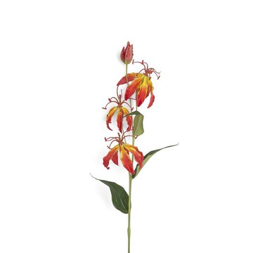 Single Flame Lily