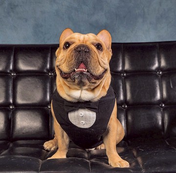 執事胸背帶【狗狗用】含牽繩