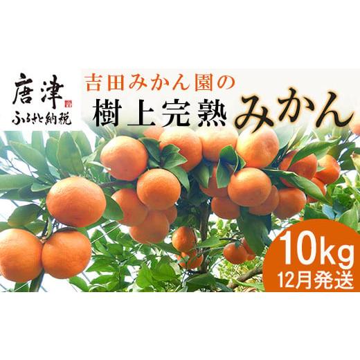 ふるさと納税 佐賀県 唐津市 「予約受付」吉田みかん園の樹上完熟みかん 10kg 柑橘 ミカン 蜜柑 フルーツ 果物