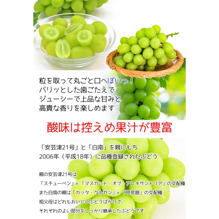 ぶどう シャインマスカット 山梨県産 シャインマスカット 2房入　800g 希少品種 ギフト 敬老の日 マスカット クール便 送料無料 8月下旬頃より販売