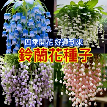 現貨 鈴蘭花種子 （250粒）四季濃香型花卉種子 開花不斷 好養活 多年生 耐寒耐熱植物 四季種植 易種植 庭院陽臺盆栽