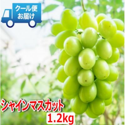 ふるさと納税 南アルプス市 安心のクール便発送　シャインマスカット 1.2kg (2房)　山梨県南アルプス市