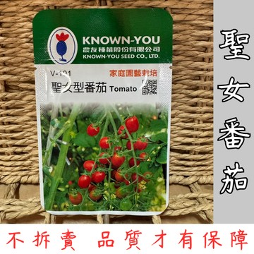 【台灣現貨-天天出】聖女番茄種子 蔬菜種子 聖女番茄 種子 高發芽率 易種植 家庭園藝