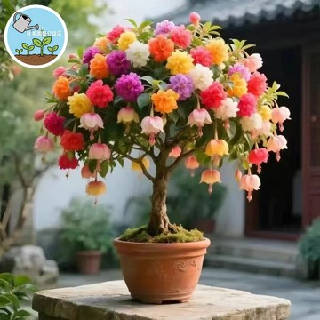 燈籠花種子 倒掛金鐘 台灣現貨 吊鐘花 盆栽花卉 多色混種 易栽種 開花種子 庭院陽台 播種育苗 四季可種 花農推薦
