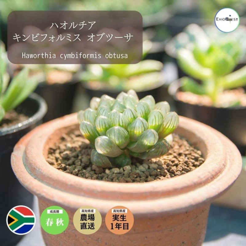 Haworthia Revisited ハオルチア 洋書 Amazon | Haworthia Revisited: A Revision of the Genus