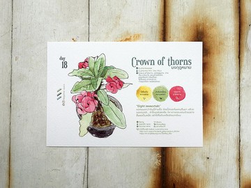 在地花卉明信片 - 第18天 八仙