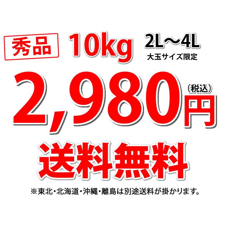 大玉みかん 10kg 2L〜4L 秀品 金峯 青島 みかん 送料無料 温州みかん 熊本県産 蜜柑 ミカン