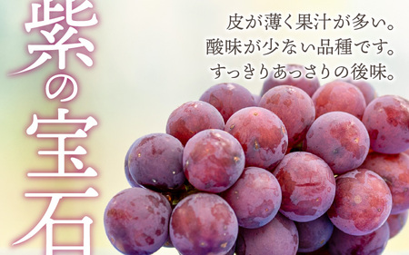 受賞歴多数！飲むぶどう 若狭ふじ 1房(約1kg) ≪2024年8月中旬より順次発送≫