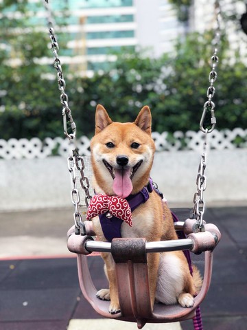 唐草紋蝴蝶形項圈 紅色  貓咪 狗狗