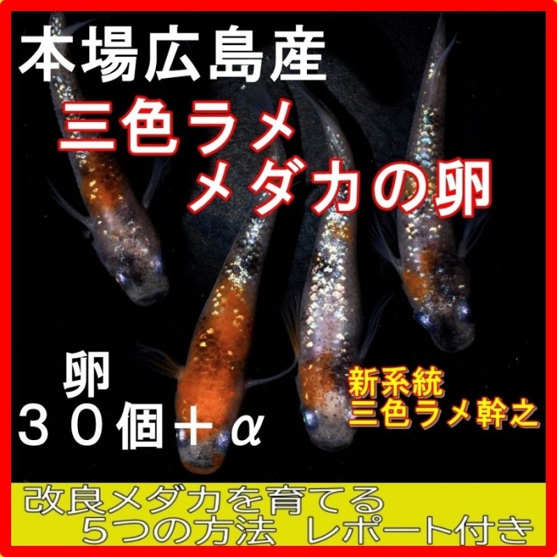 広島産 三色ラメ めだか 卵 30個 レインボー 虹色 光る メダカ 最高級 通販 LINEポイント最大0.5%GET | LINEショッピング