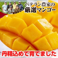 生産組合が育てる南風原の味　神里マンゴー1kg