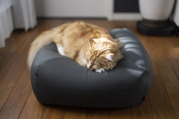 日本hanalolo-寵物懶骨頭-M