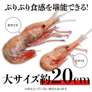 12月17日入金分まで 年内発送 北海道産 知床羅臼産ボタンエビ 大サイズ1.2kg（300g×4パック） ぼたんえび ぼたん海老 魚介類 北海道 魚介 海産物 冷凍 刺身 海鮮丼 生産者 支援 応援 F22M-074