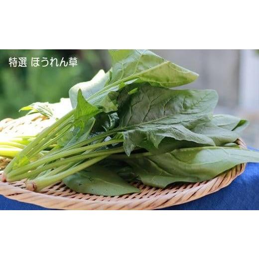 ふるさと納税 福島県 いわき市 いわき浜の野菜セット（いわき市産の野菜詰め合わせセット）