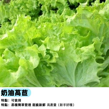 【四季可種】奶油萵苣種子 結球生菜 蘿蔓心替代 清脆香甜 沙拉必備 家庭水耕 陽台盆栽快速採收 新手友善 居家種菜