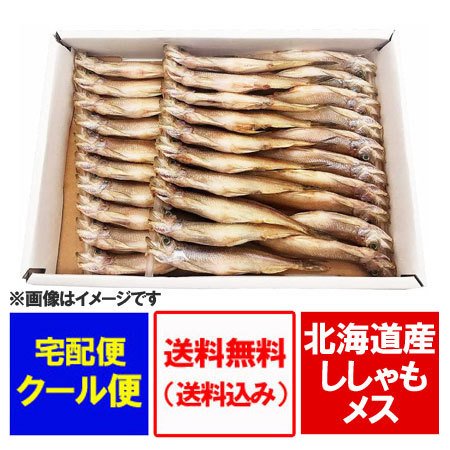 北海道 ししゃも 送料無料 ししゃも メス 本ししゃも 子持ち シシャモ メス 30尾 化粧箱入 北海道産 ししゃも