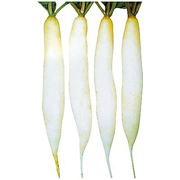 【拈花微笑】富光小型蘿蔔｜種子｜5g｜非基因改造種子｜蔬菜｜蔬果｜有機無毒｜高發芽率
