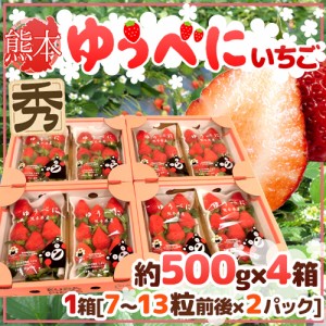 熊本県 ”ゆうべにいちご（熊紅いちご）” 秀品 2パック入り（1パック 7～13粒 約250g）×《4箱》 送料無料