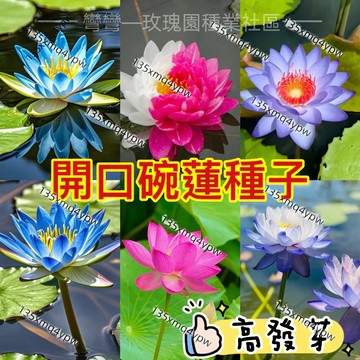 熱銷💥新手易種💥【開口碗蓮種子】睡蓮 水蓮種子 高發芽率 開花不斷 水培植物 禪意十足 遇水即活 四季種植 荷花蓮花種子