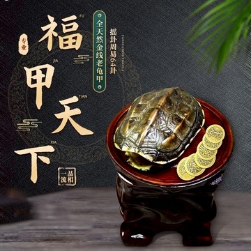 純天然龜甲 文玩龜甲 完整干凈 把玩 真龜殼 手把件 金錢龜殼擺件 搖錢龜殼 龜殼把玩 龜殼 中華草龜殼 占卜龜殼