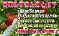 11～12月発送家庭用 葉取らず サンふじ 約5kg