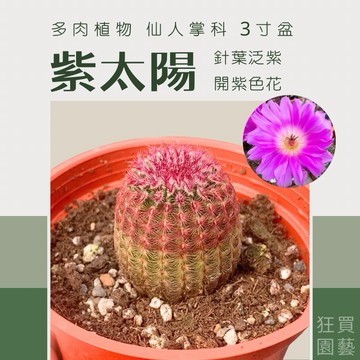 [狂買園藝] 多肉植物 紫太陽 3寸盆 頂部曬太陽後會變紫🙉 /仙人掌/送禮小物/婚禮小物/辦公室小物