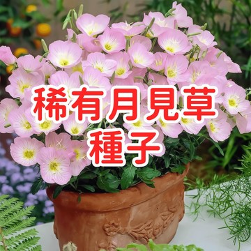 【稀有月見草種子】台灣晚櫻草 夜來香 待宵草 多年生開花植物 耐旱易種 庭院陽台盆栽 傍晚開花香氣 蜜源植物 適合本土氣
