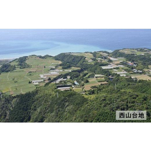 ふるさと納税 高知県 室戸市 土付き西山きんとき芋（紅はるか）　１０ｋｇ