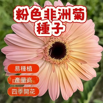 🌷🌷粉色非洲菊種子 【非洲菊種子】 今年新籽 發芽率高 見土即活 花開爆盆 四季可播  新手易種易活 陽台庭院盆栽