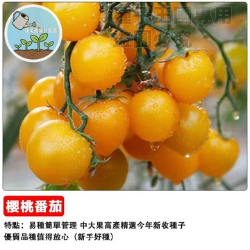 【金黃色小番茄種子】黃色櫻桃番茄 水果番茄 黃玉小番茄 玉女番茄 陽台盆栽種子 家庭農場 生食聖品 皮薄多汁 高甜度