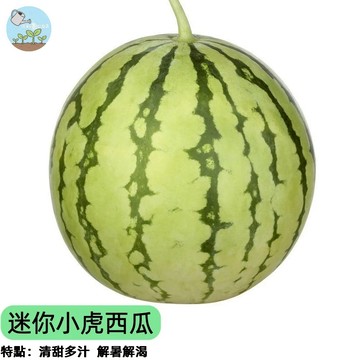 【陽台也能種西瓜！】迷你小虎西瓜種子 手掌大小 皮薄多汁超甜 條紋虎紋可愛 一人獨享剛剛好 新手可種 四季播種