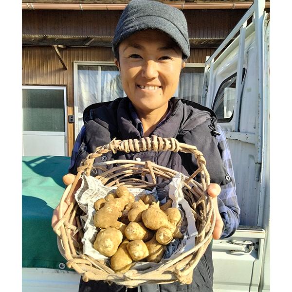 菊芋 生 約1キロ お試し 無農薬 国産 土付き きくいも 1kg キクイモ 埼玉県産