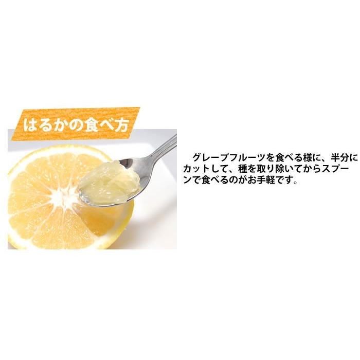 みかん はるか 送料無料 熊本県産 5kg ミカン 蜜柑