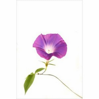 花のポストカードair 朝顔アサガオのポストカードphoto By Hiromi えはがき絵葉書postcard 通販 Lineポイント最大1 0 Get Lineショッピング