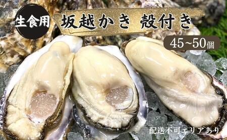 牡蠣 生食用 坂越かき 殻付き 45～50個[ 生牡蠣 真牡蠣 かき カキ 冬牡蠣