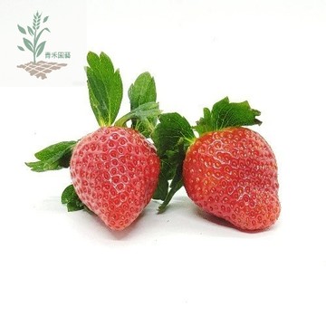 青禾園藝（佐賀清香草莓種子）CM-18 日本一代穗之香草莓~~甜度高，口感甜脆四季播種產量高好養
