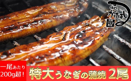 特上 うなぎの蒲焼き 2尾 秘伝のタレ付