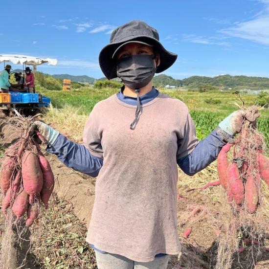 送料無料 紅はるか 2L 5kg 鹿児島 ご当地 グルメ ギフト プレゼント  特産品 産地直送 食品 食材