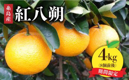 紅八朔4kg 糸島市   シーブ[AHC030] 国産 糸島 オレンジ みかん はっさく 八朔 柑橘 有機 栽培