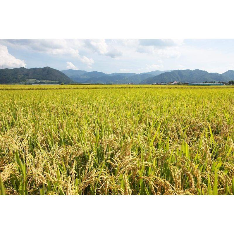 精米 山形県産 白米 雪若丸 5kg 令和4年産