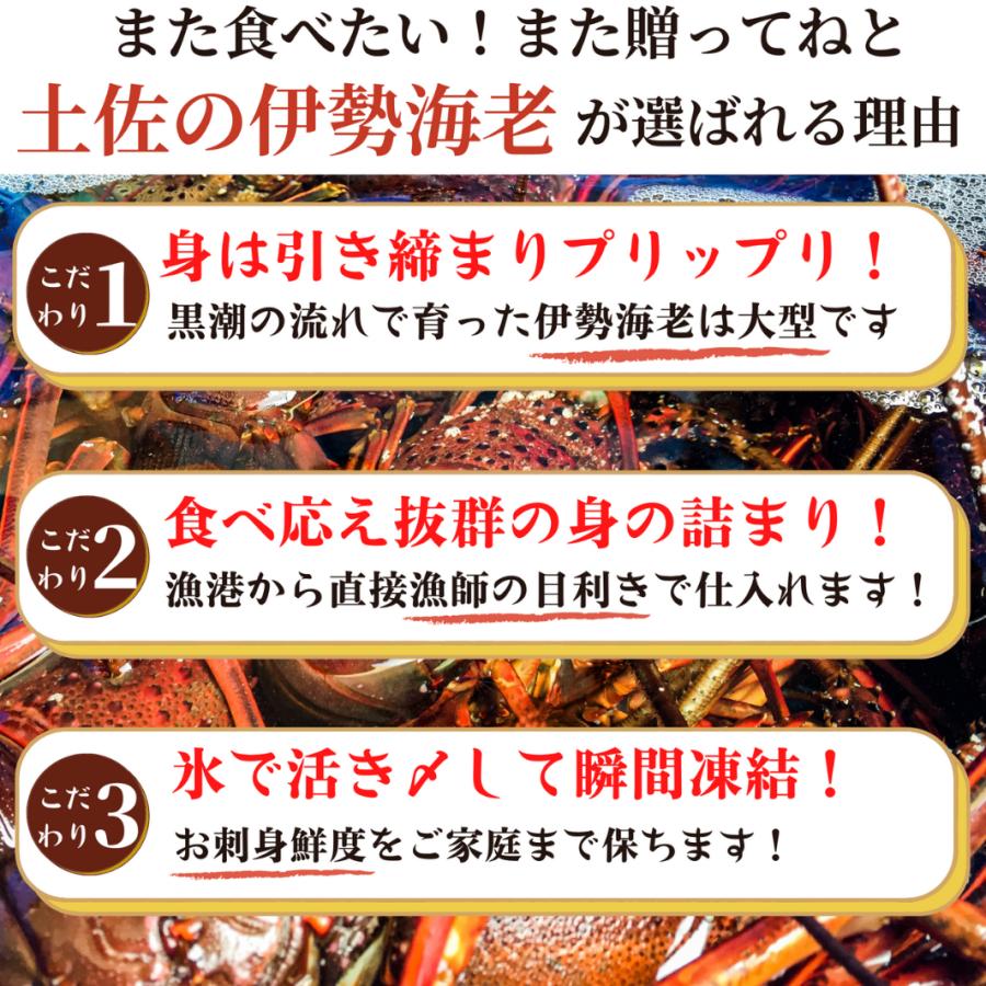 高知県産 天然 伊勢海老 約500ｇ （選べる1〜2尾） お刺身 冷凍 海鮮 BBQ