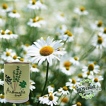 iPlant易開罐盆栽開心農場-小雛菊