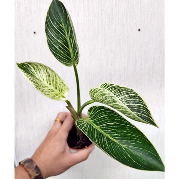 P老闆園藝~鉑金蔓綠絨 3吋盆 觀葉植物