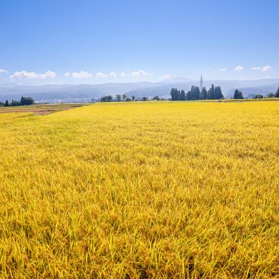 ふるさと納税 十日町市 生産農家直送!生産地・生産者限定魚沼産コシヒカリ「イネノハ」精米(5kg×2袋)