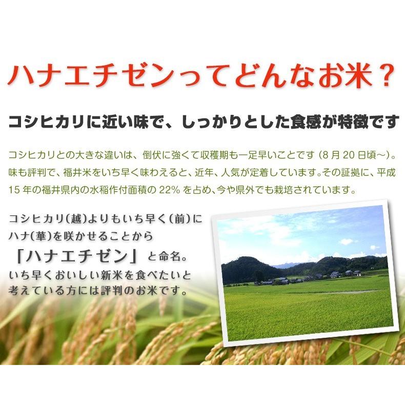 新米 米 ハナエチゼン 5kg 福井県産 白米 令和5年産 送料無料