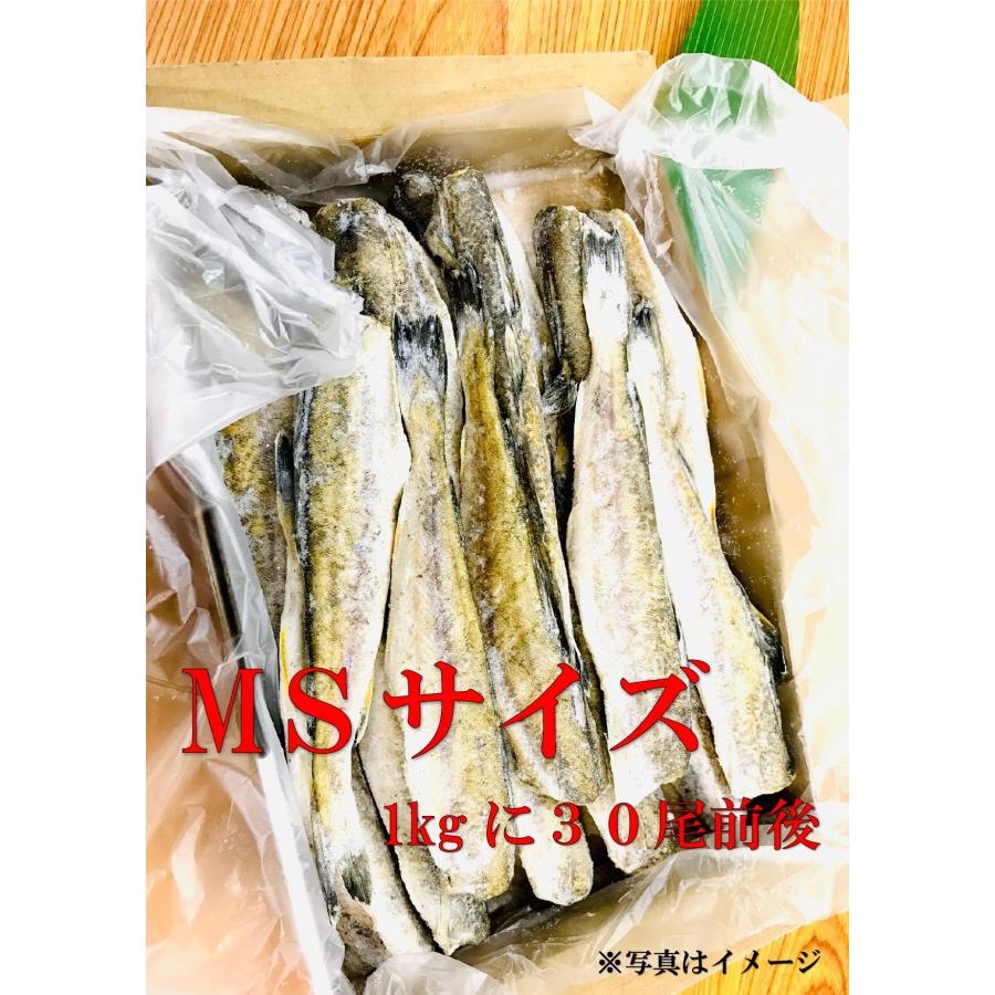 コマイ 一夜干し 1kg北海道 根室産 ＭＳサイズ 約３０尾前後入) 化粧箱入り 北の美味しさ！満天☆青空レストランでも紹介されました！ 氷下魚 こまい 干物