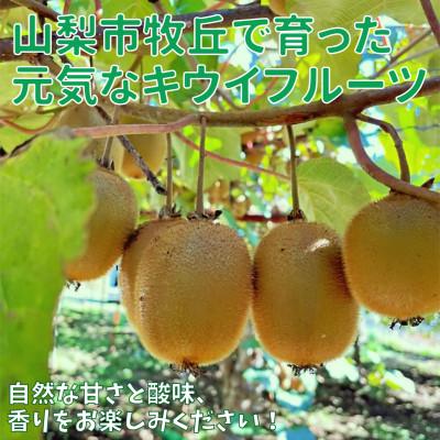 ふるさと納税 山梨市 山梨市牧丘産　キウイフルーツ(栽培期間中、農薬不使用) 1kg程度