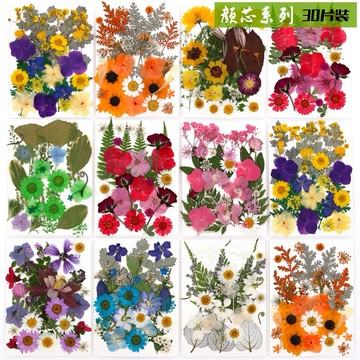 顏芯系列 大花包組合 真花壓花 永生花 森林系 少女寫真 壁畫 DIY水晶滴膠 乾燥花 植物標本