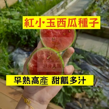 🍉紅小玉西瓜種籽 XG-29 迷你小果 清脆薄皮沙瓤 高產不裂瓜 吊瓜甜度高 四季高產少籽紅瓤西瓜盆栽地栽爬藤水果種子