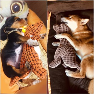 狗狗玩具發聲耐咬磨牙小狗金毛寵物大型幼犬柴犬解悶神器毛絨用品